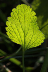 Green translucent leaf of a red dead-nettle flower ( Lamium purpureum) with venation
