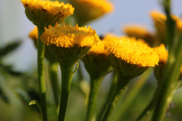 Close up of a Tansy flower ( Tanacetum vulgare ) with yellow blossoms in bloom