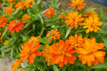 鮮やかなオレンジ色のジニアの花々