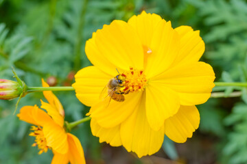 ミツバチが舞う黄色いコスモス
