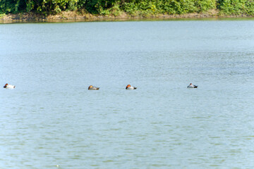 静かな湖に浮かぶヒドリガモたち