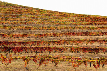 Vineyards in autumn