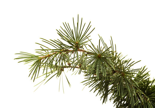Branches of Cedrus libani, commonly known as cedar of Lebanon, isolated