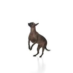 Purebred hairless Xoloitzcuintli dog in motion, standing on hind legs while playing isolated on white background. Concept of animals, vet care, pets, companion