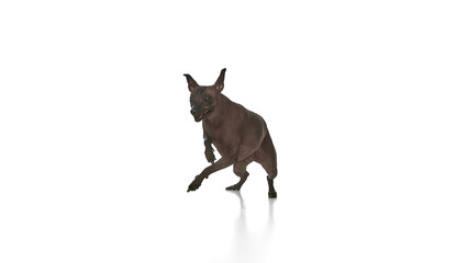 Funny looking purebred hairless Xoloitzcuintli Mexican dog running against white background. Concept of animals, vet care, pets, companion. Copy space for ad