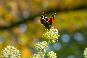 Fototapeta premium Red admiral butterfly (Vanessa Atalanta) perched on hedge (hedera helix) in Zurich, Switzerland