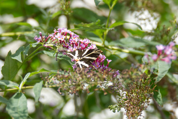 Jersey Tiger Moth (Euplagia quadripunctaria) perched on summer lilac in Zurich, Switzerland