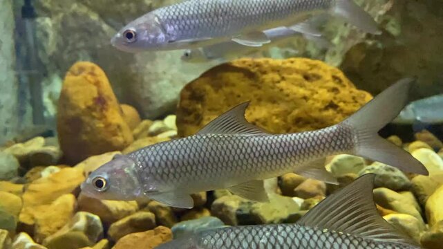 Cirrhinus microlepis  Fiish  , Freshwater ecosystem
