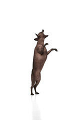 Fototapeta premium Xoloitzcuintli, Mexican Hairless Dog standing on its hind legs with its front paws raised and catching toy or food isolated on white background. Concept of animals, vet care, pets, companion. Copy