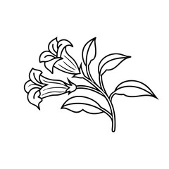 Acanthus flower Hand drawn line art flat vector illustration.