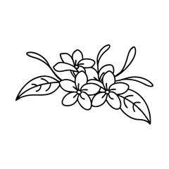 Amaranth flower Hand drawn line art flat vector illustration