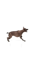 Purebred hairless Xoloitzcuintli Mexican dog standing and barking against white background. Concept of animals, vet care, pets, companion. Copy space for ad
