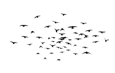 Flying birds silhouette flock. hand drawing. Not AI. Vector illustration