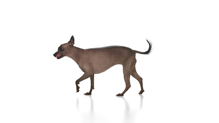 Purebred hairless Xoloitzcuintli Mexican dog walking with tongue sticking out against white background. Premium pet food ad. Concept of animals, vet care, pets, companion. Copy space for ad