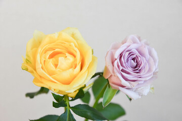 紫と黄色のばら