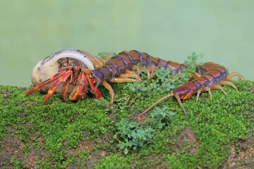 A centipede is preying on a hermit crab. This multi-legged animal has the scientific name Scolopendra morsitans.