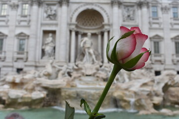Rose and Trevi Fountain