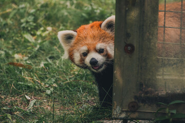 Red Panda peaking around the corner
