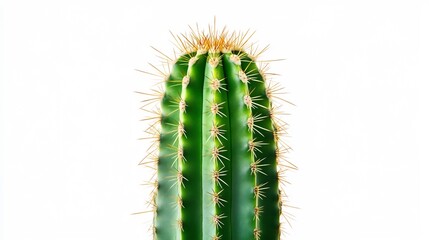 Naklejka premium Potted Green Cactus Succulent with Spikes against White Background