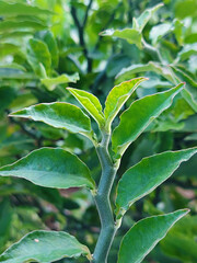 Obraz premium Fresh flower plant with green leaf