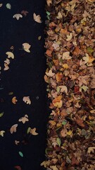 autumn leaves on the ground