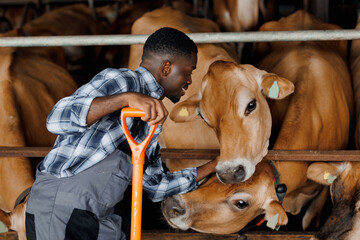 Happy African man worker farmer pets and scratches a cow in barn. Concept farming industry, farm...