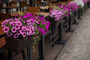 Colorful petunia flowers in a basket on the restaurant terrace.
