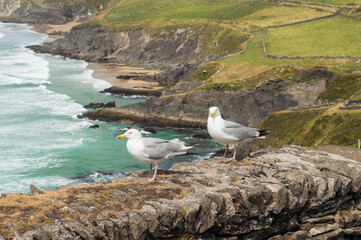 seagull on the rocks