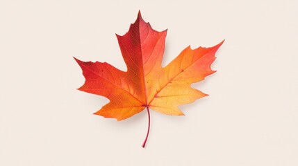Fototapeta premium Vibrant Red and Orange Maple Leaf Isolated on Light Background Showcasing Autumn Colors and Natural Beauty