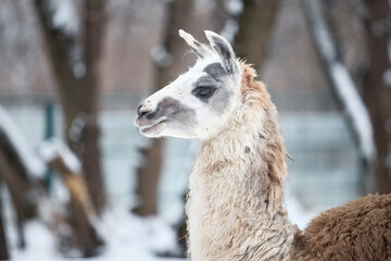 Obraz premium close up of a llama