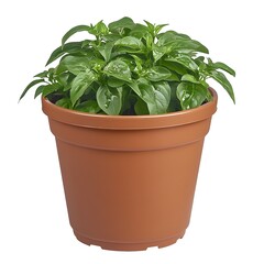 Fototapeta premium Realistic photograph of an empty, pale brown plastic plant pot with a round bottom, isolated on a white background, with a small green plant in the top of it, focused lighting, and detailed 