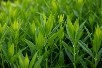 Obraz premium Green leaves in morning light. Natural green background.