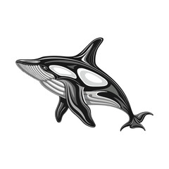 Vector illustration of an orca 