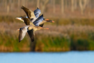 Fliegende Graugänse in der Abendsonne