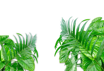 green leaves isolated on white, Tropical plants frame on a transparent background, green lush foliage plant mockup on a transparent background, green monstera leaf frame, the
Tropical Foliage  png mak