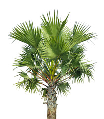 A Detailed Close-Up of a Fan Palm Tree with Lush Green Fronds Against a transparent Background, palm tree on transparent background, A palmyra tree on a png background,