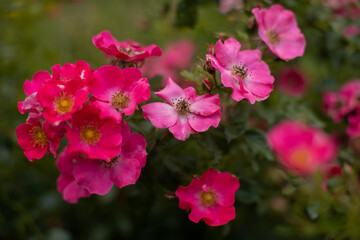 beautiful pink roses in the garden on a sunny summer day.
