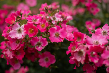 beautiful pink roses in the garden on a sunny summer day.
