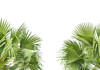 palm tree leaves frame, palm tree leaves on transparent background, a row of palm trees with a...