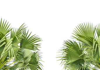 palm tree leaves frame, palm tree leaves on transparent background, a row of palm trees with a white background, palm leaves frame on png background,