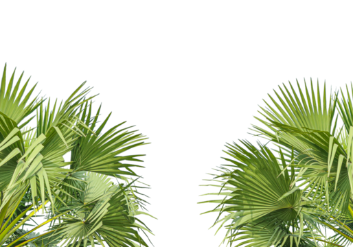palm tree leaves frame, palm tree leaves on transparent background, a row of palm trees with a white background, palm leaves frame on png background,