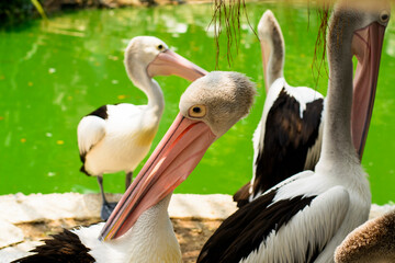 A serene scene of Australian pelicans basking in the sun at Ragunan Zoo's waterfront in Jakarta, Indonesia, showcasing their beauty and unique features against a vibrant green backdrop.