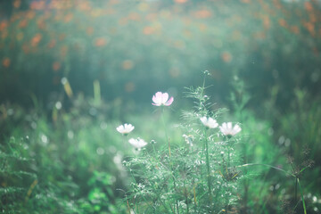 幻想的な光に包まれる花