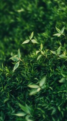 Naklejka premium Stunning Close-up of Lush Green Foliage
