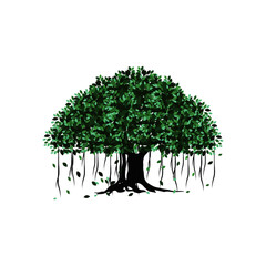 Great of banyan tree vector illustration. hanging roots of a plant.