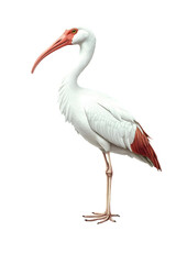 Obraz premium Scarlet Ibis Bird, Pantanal, Amazon Rainforest, Nature, Art, Image, with Transparent Background PNG, for Stickers, T-Shirt Print, Cap, Mug, Flip Flops, Mousepad, Transparent PNG