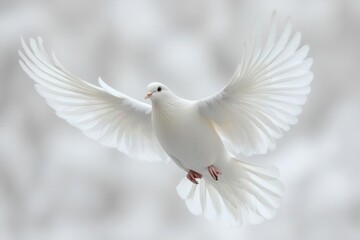 Fototapeta premium graceful white dove in flight against pure white background symbolizing peace hope and freedom with elegant wing spread and gentle expression