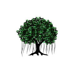 hand drawing of banyan tree vector illustrations