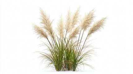 Fototapeta premium Pampas Grass: Elegant White Plumes on Green Foliage - Botanical Print for Nature Lovers