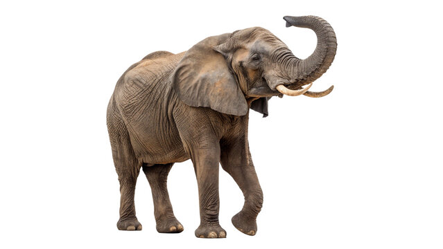 Fototapeta African elephant isolated on transparent background